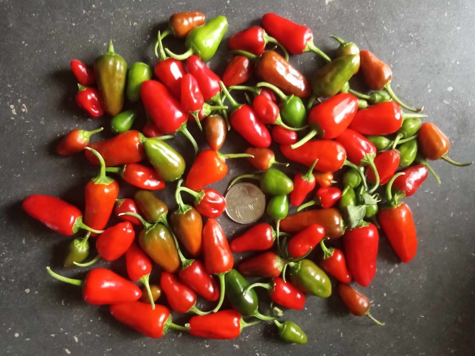 Piment ''Apache''