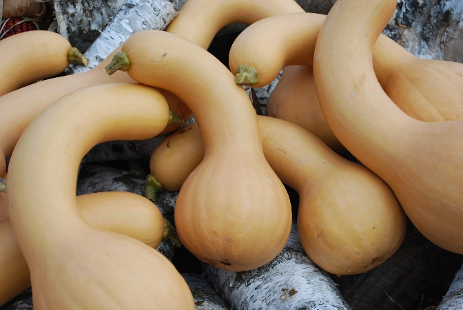 Courge ''Canada Crookneck''
