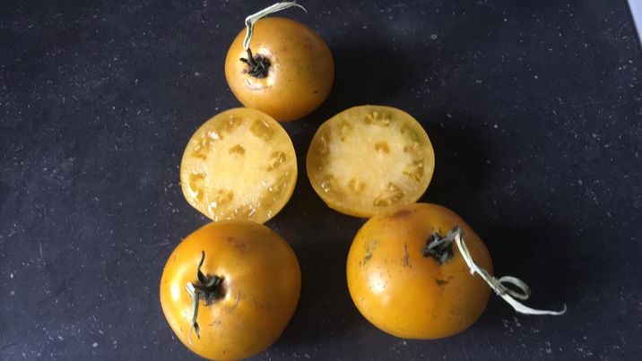 TOMATE «GROSSE JAUNE à AUDREY»