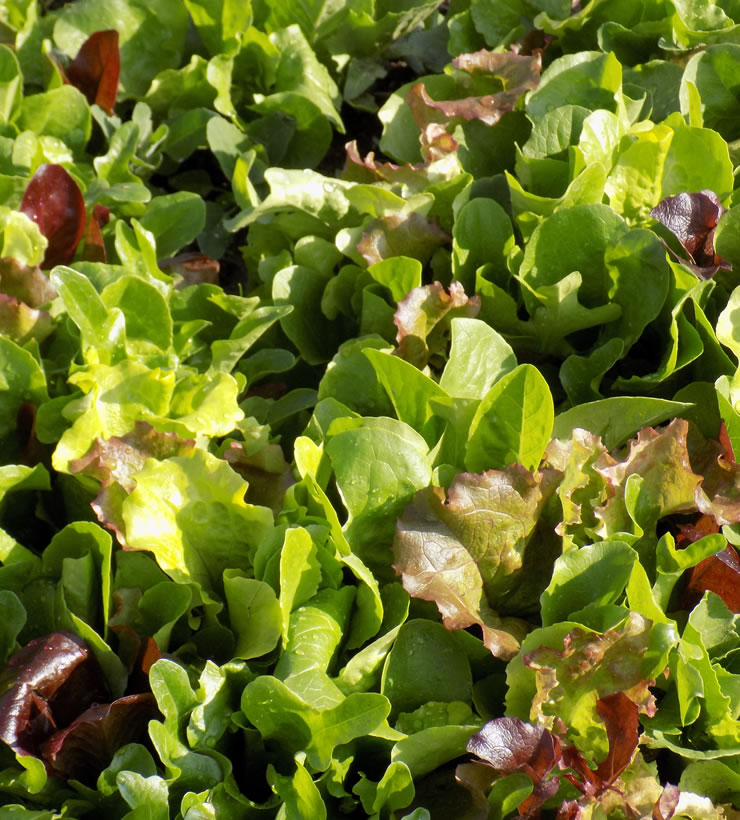 MESCLUN