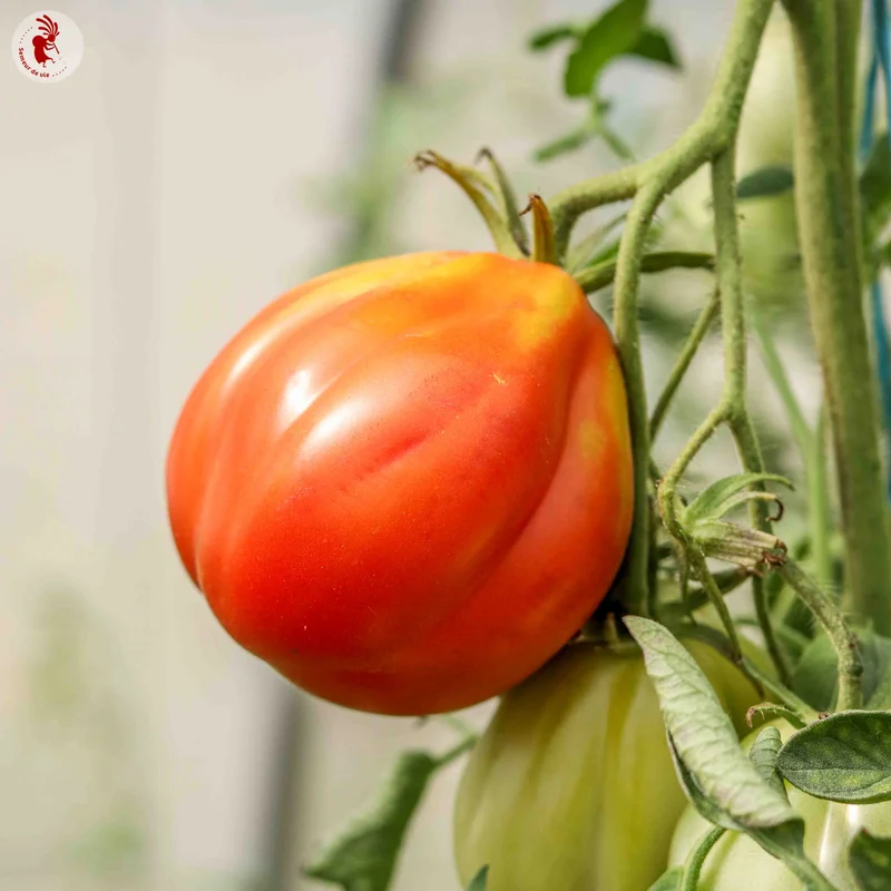Tomate ''COEUR de BOEUF de NICE''