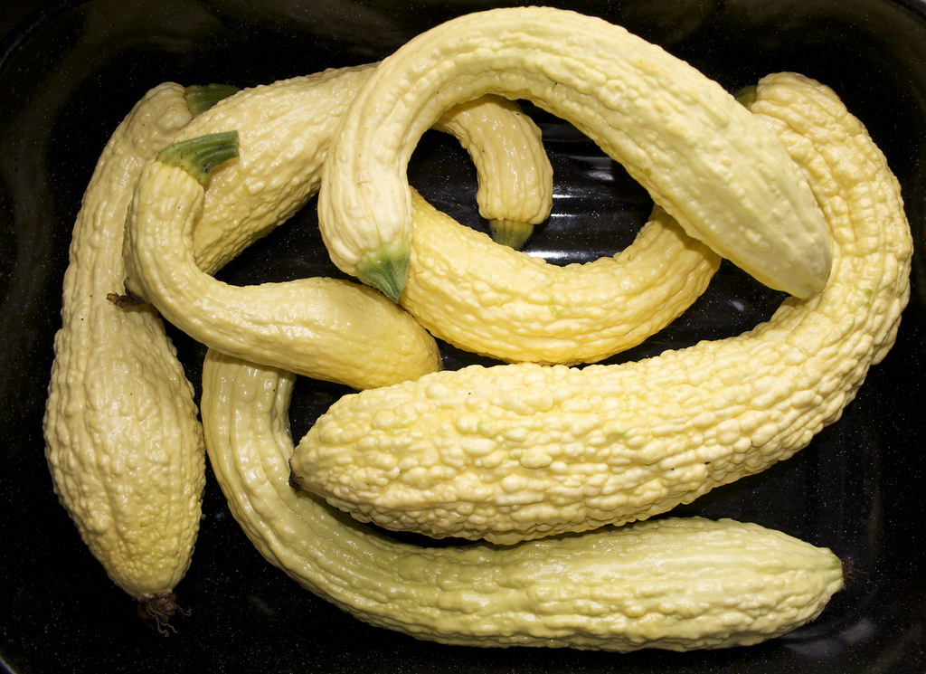 Courge ''Friulana Rugosa'' ''Pop corn''