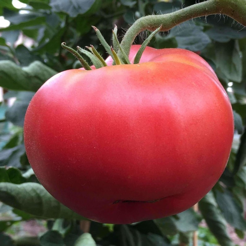 Tomates "Savignac"