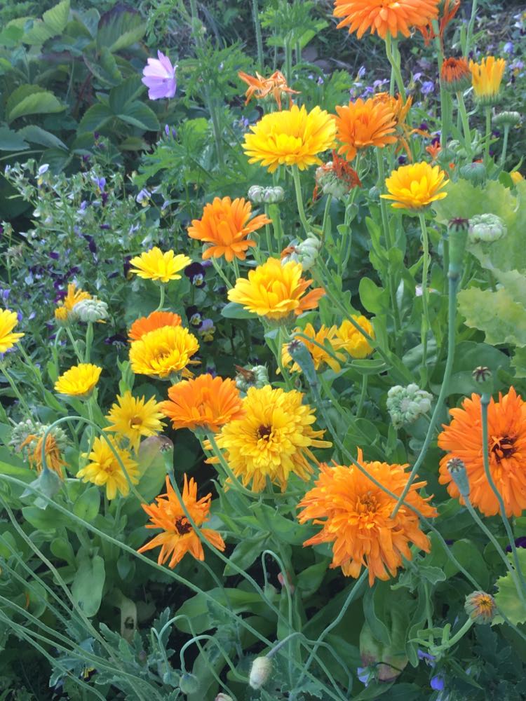 CALENDULA ''Souci Officinal''