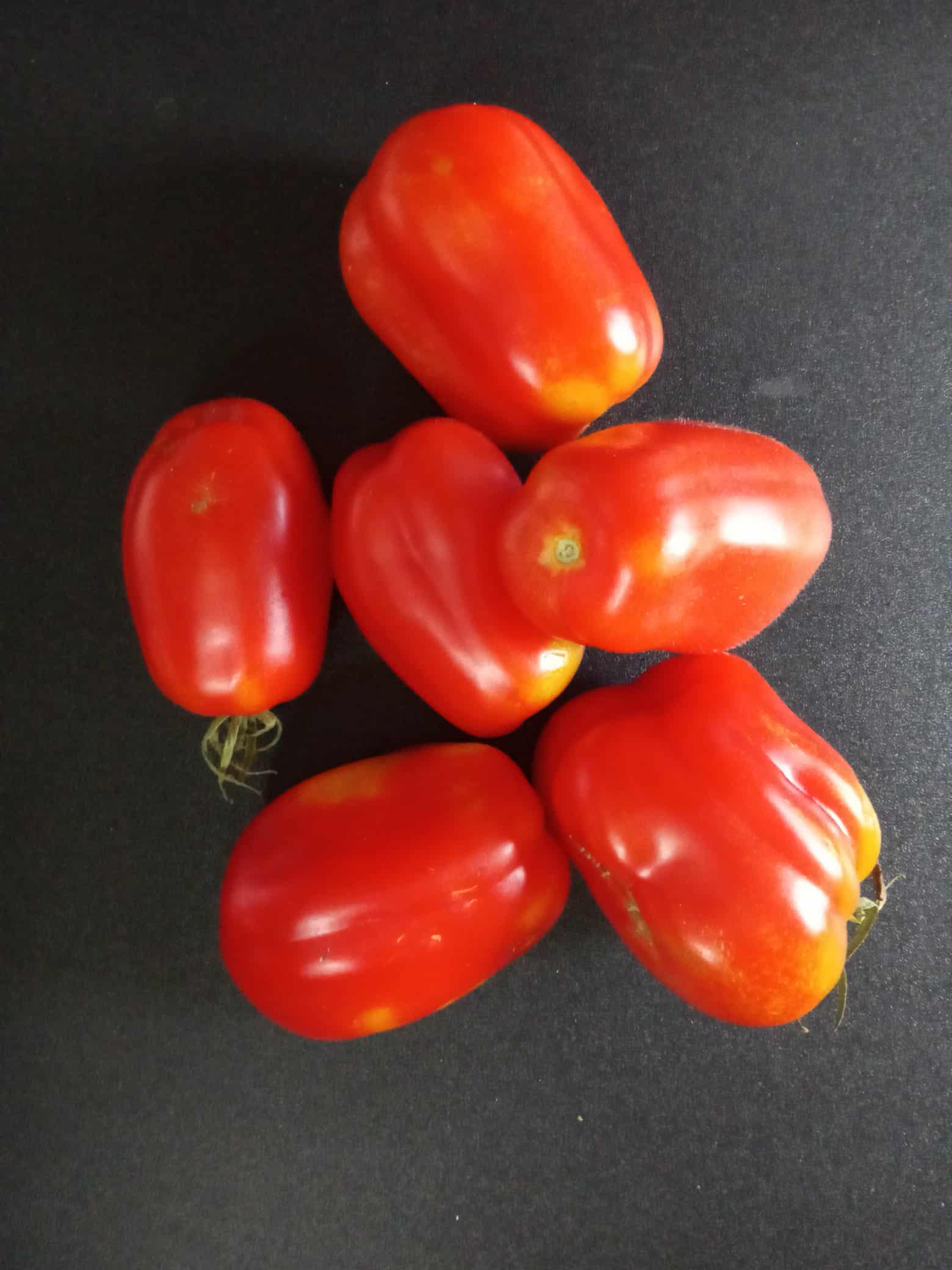 Tomate ''Heinz 2653''