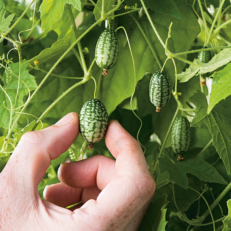 CUCAMELON