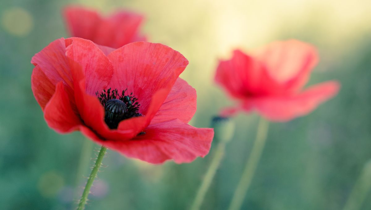 Coquelicot