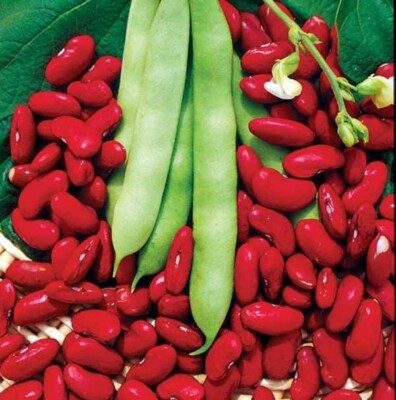 Haricot ''Canadian Wonder''