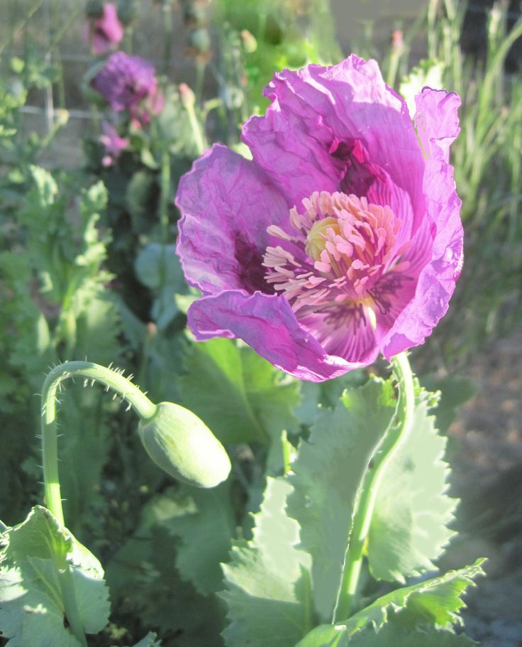 PAVOT ''Hungarian Blue Breadseed''