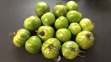TOMATE ''GREEN ZÉBRA''
