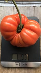 TOMATE ''ADELIN MORIN''