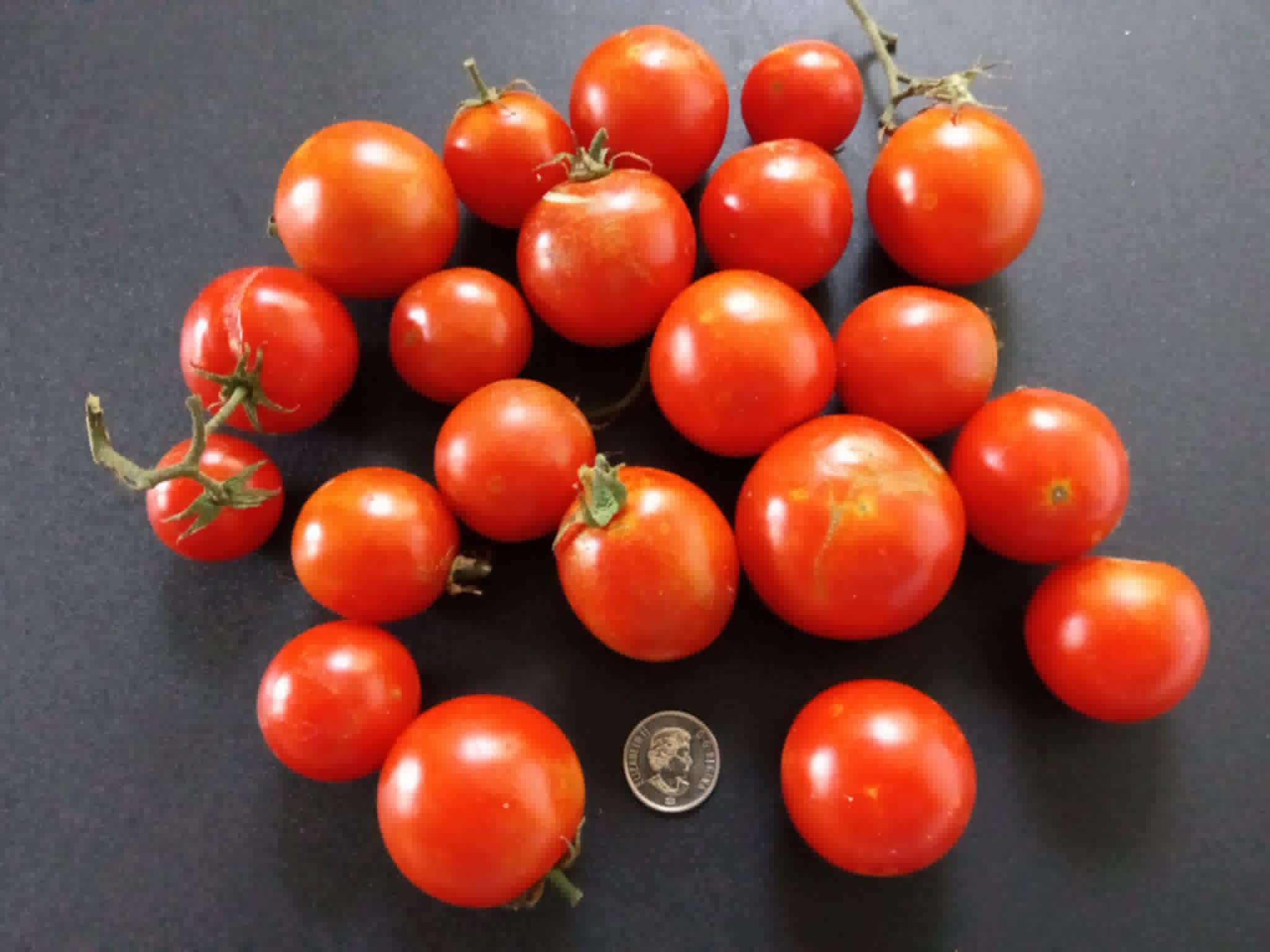 Tomates Sub-Arctic Plenty