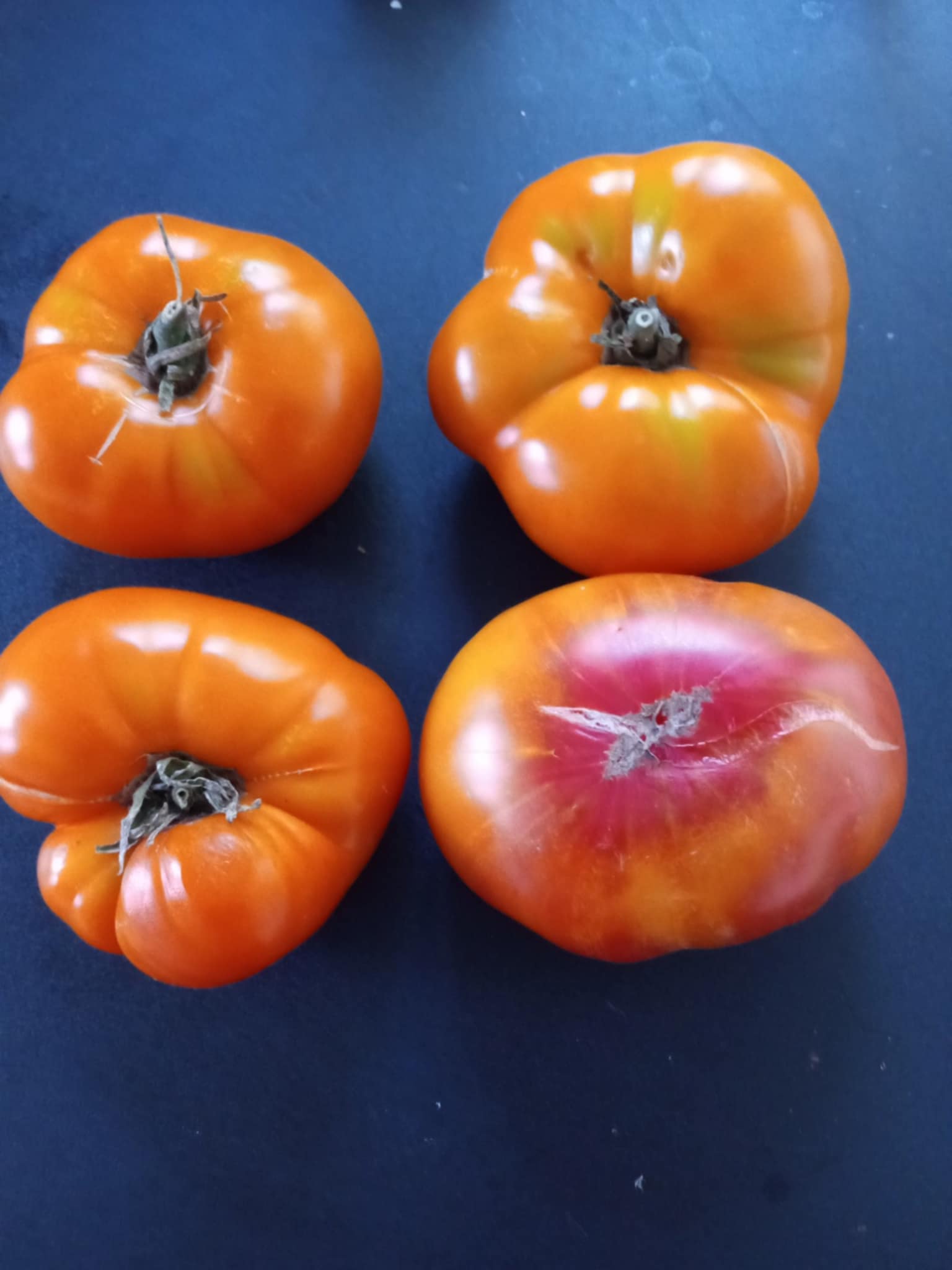 Tomate Jaune Ananas