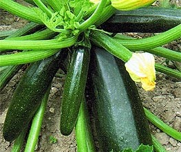 COURGE ZUCHINNI ''BEAUTÉ NOIRE''