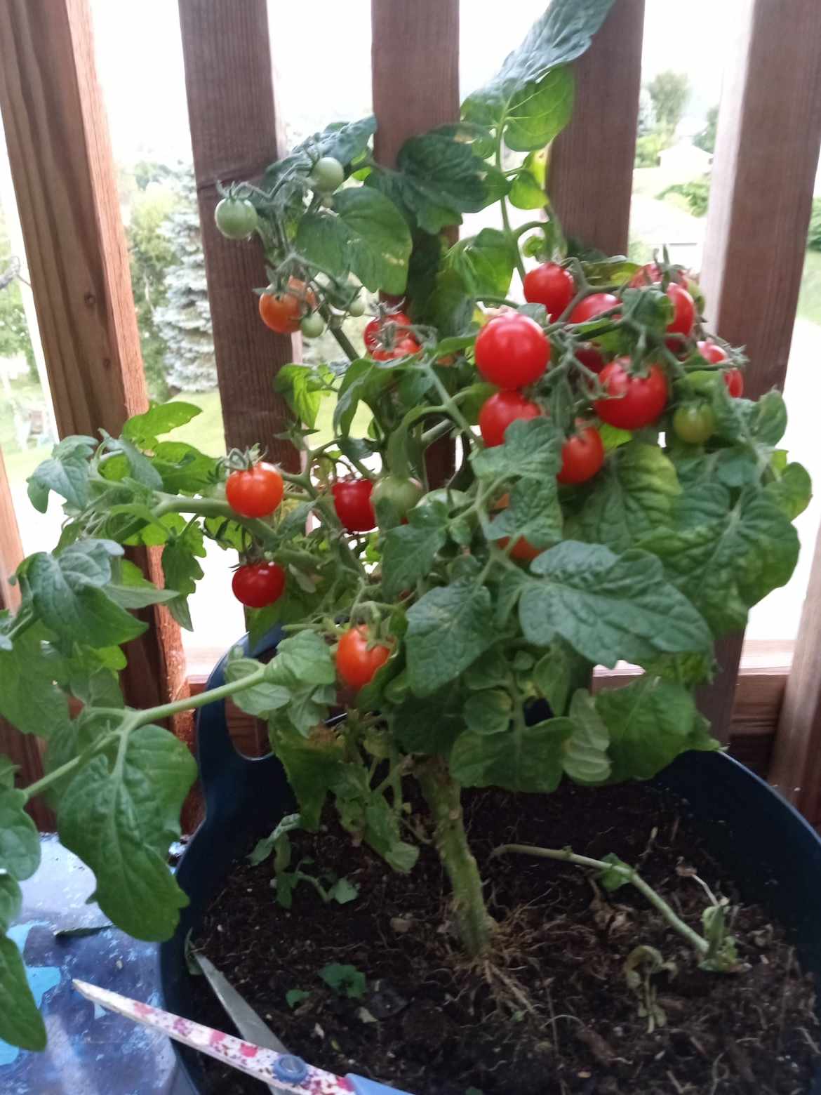 TOMATE ''Red Robin''
