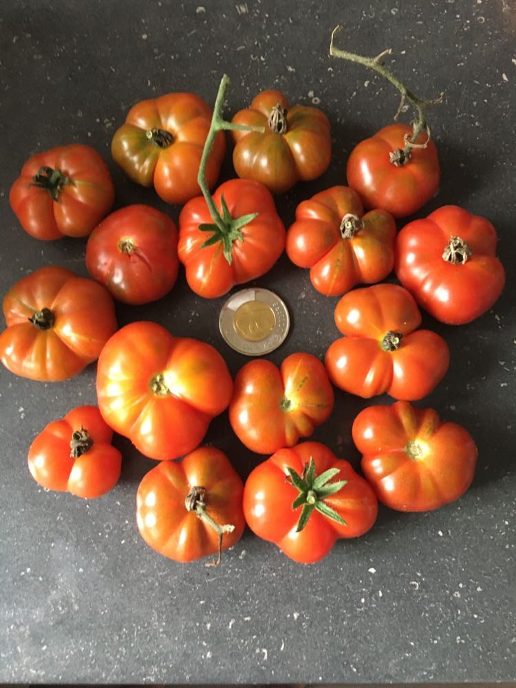 Tomate ''CEYLAN Mini Beefsteak''