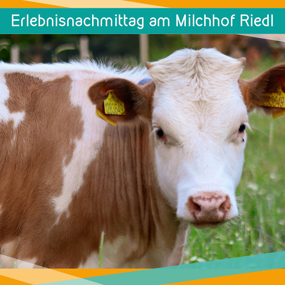 Erlebnisnachmittag am Milchhof Riedl