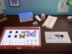 Virtual Insect Collection Lab