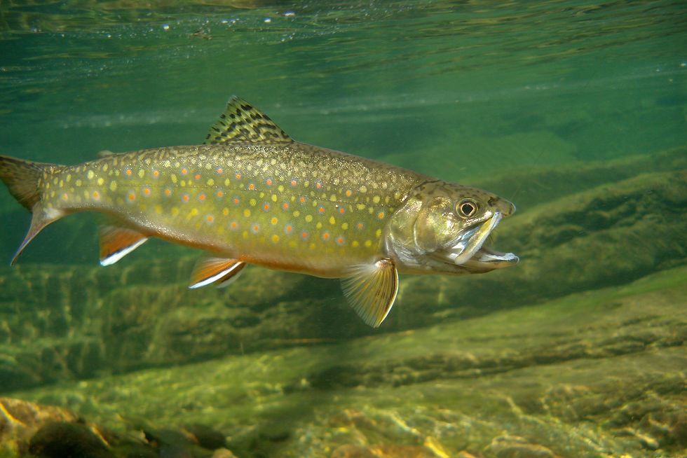 2018: Fly Casting Demonstration and Assessing the Health of Black Earth Creek