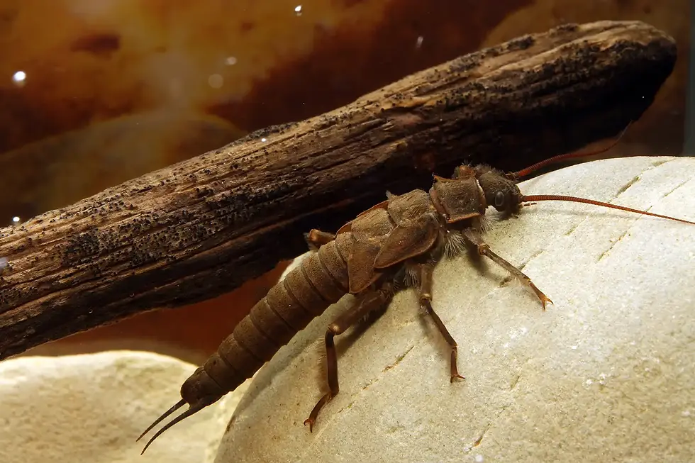 2026: Trout Days: Bugs by the Creek