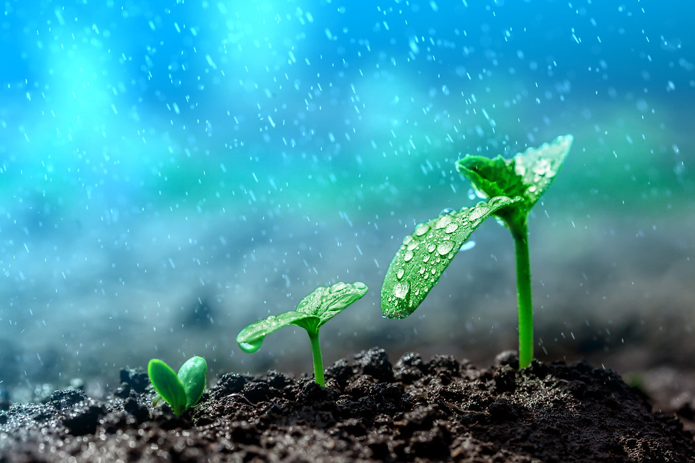 growing seedlings