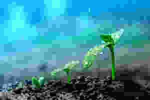 growing seedlings
