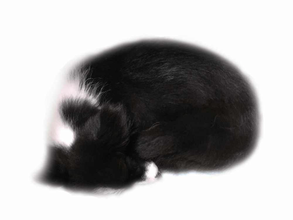 IMG-7327.GIF