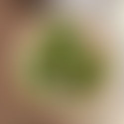 Holiday Arugula Pear Pomegranate Salad 