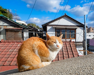 japan-cat.jpg