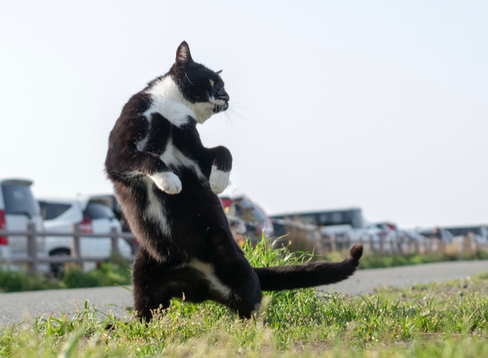 のら猫拳(フルカラー3Dプリンター) | diorama-zairyou