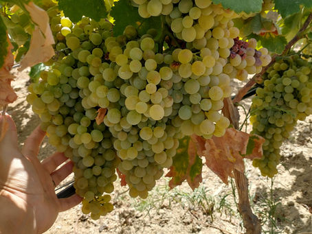 Se gosta de: Chardonnay da Borgonha