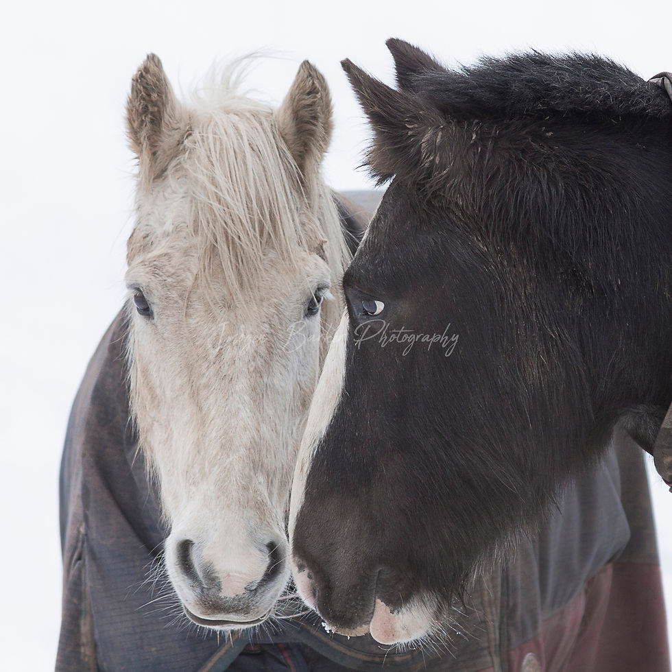 Thumbnail: Horse Connection 6"x 6" Square Greetings Card