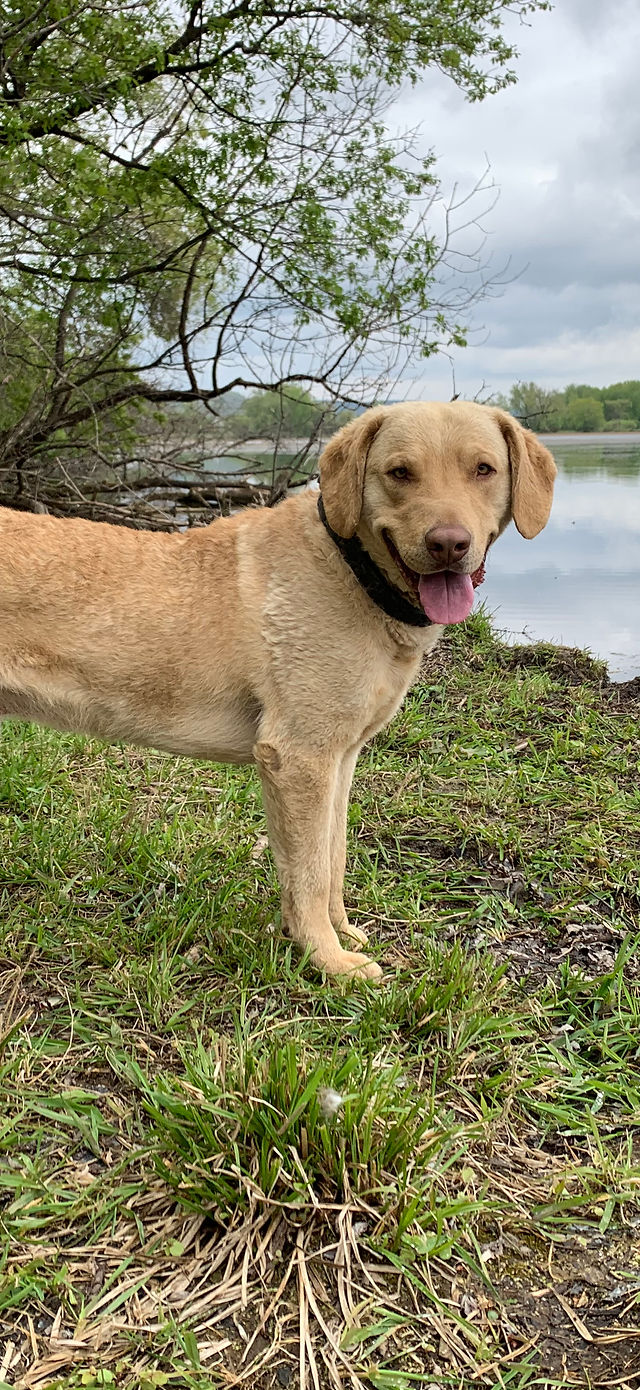 Chesapeake bay retriever breeders midwest 2025