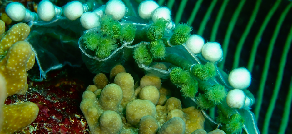 1016 green cording on hard coral (1).png