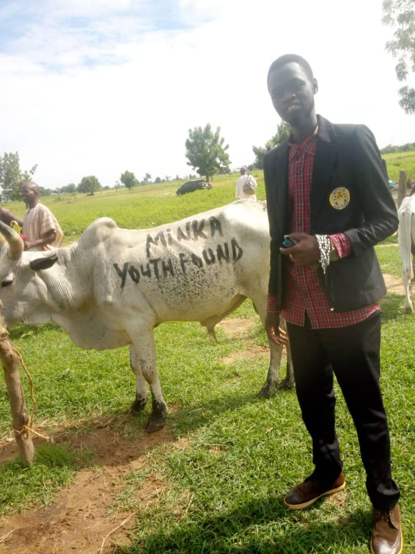 Cows for Eid Qurbani