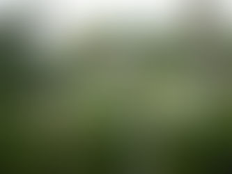 Best Landscaping Company in Chennai – Create Your Dream Garden 🌿