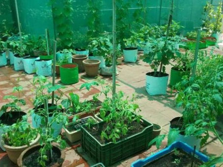Organic Terrace Gardening Services Chennai – Grow Fresh & Healthy at Home