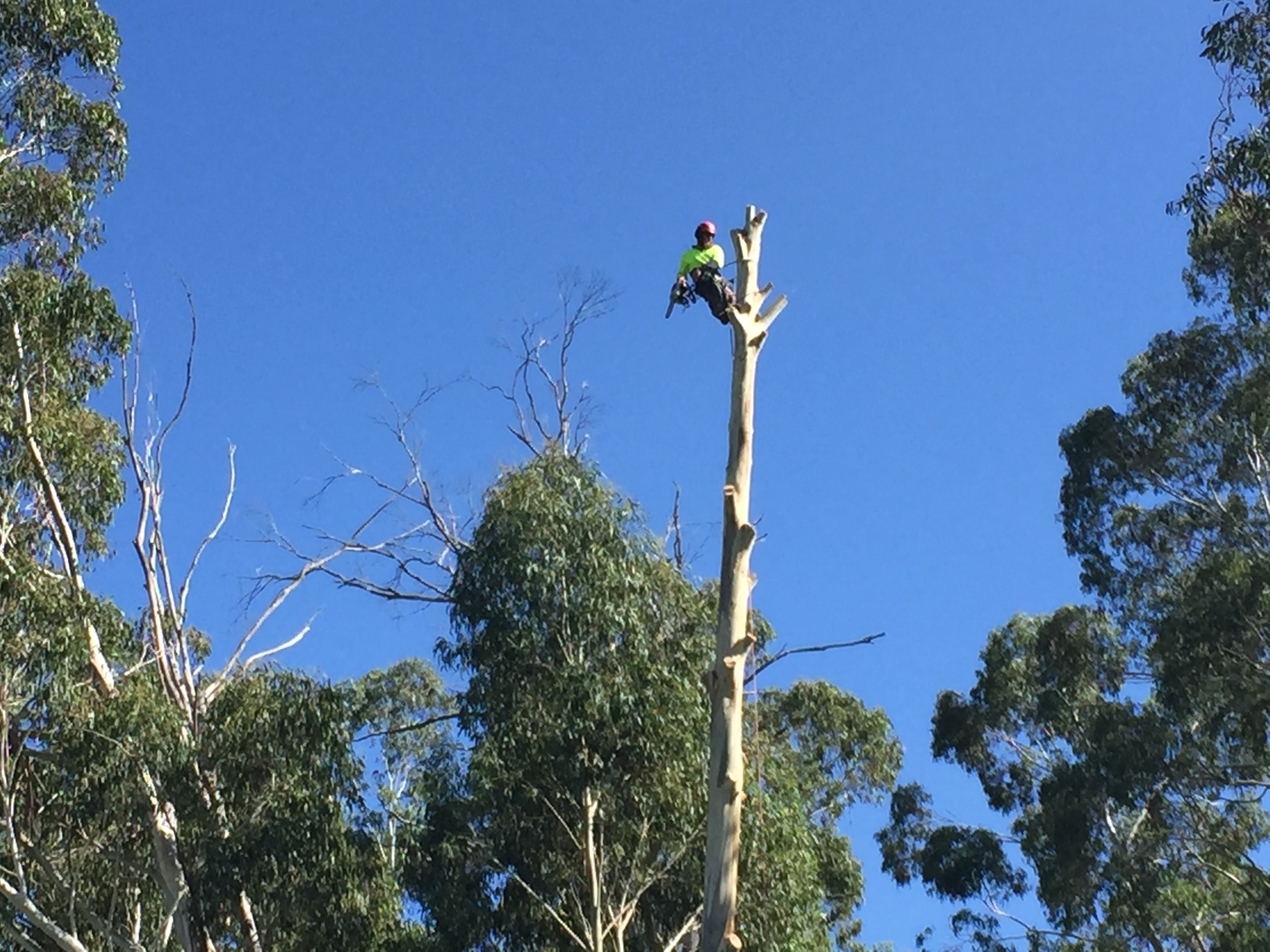 Qualified Arborist