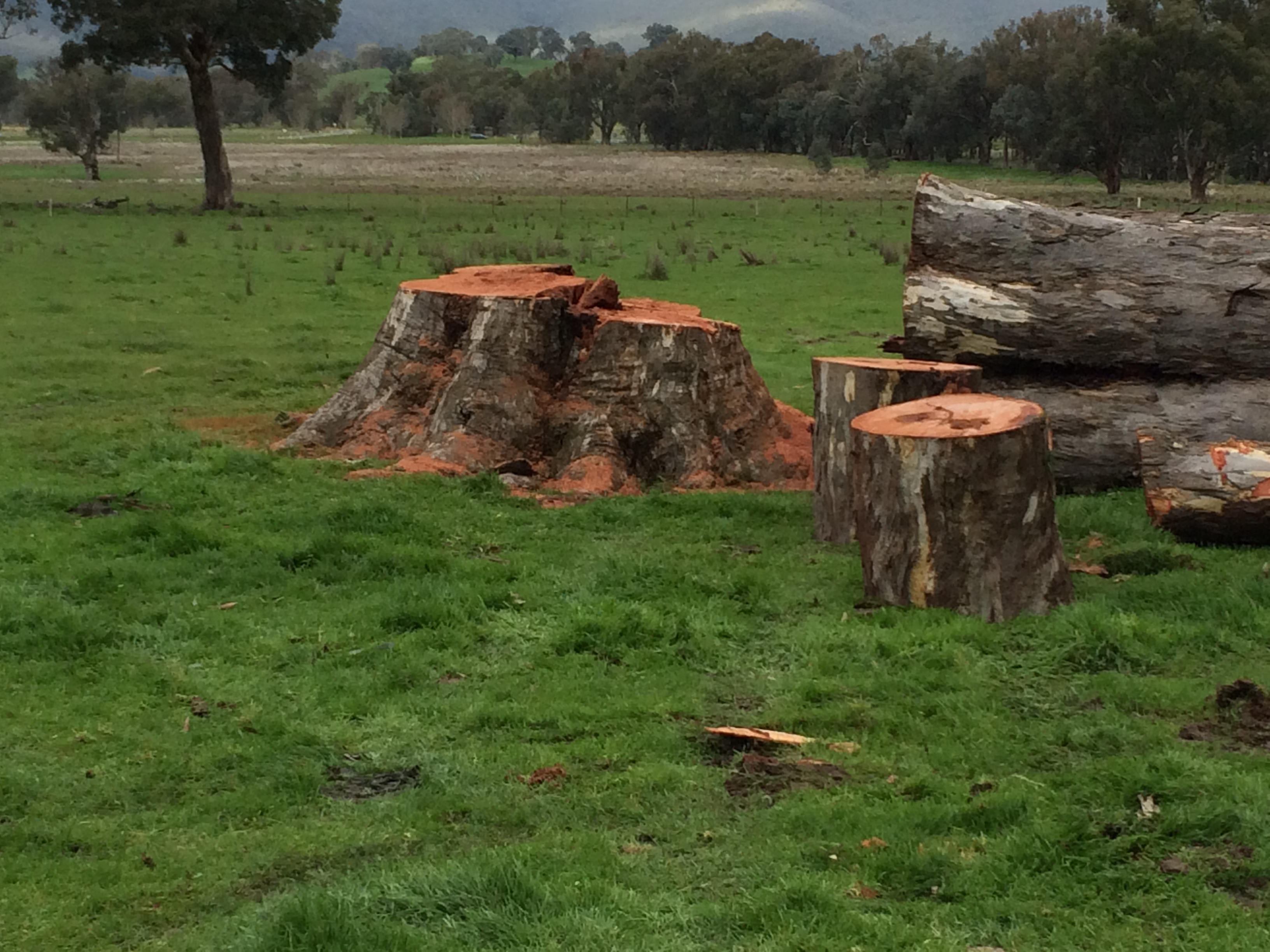 Tree Felling Wodonga Albury NE Vic