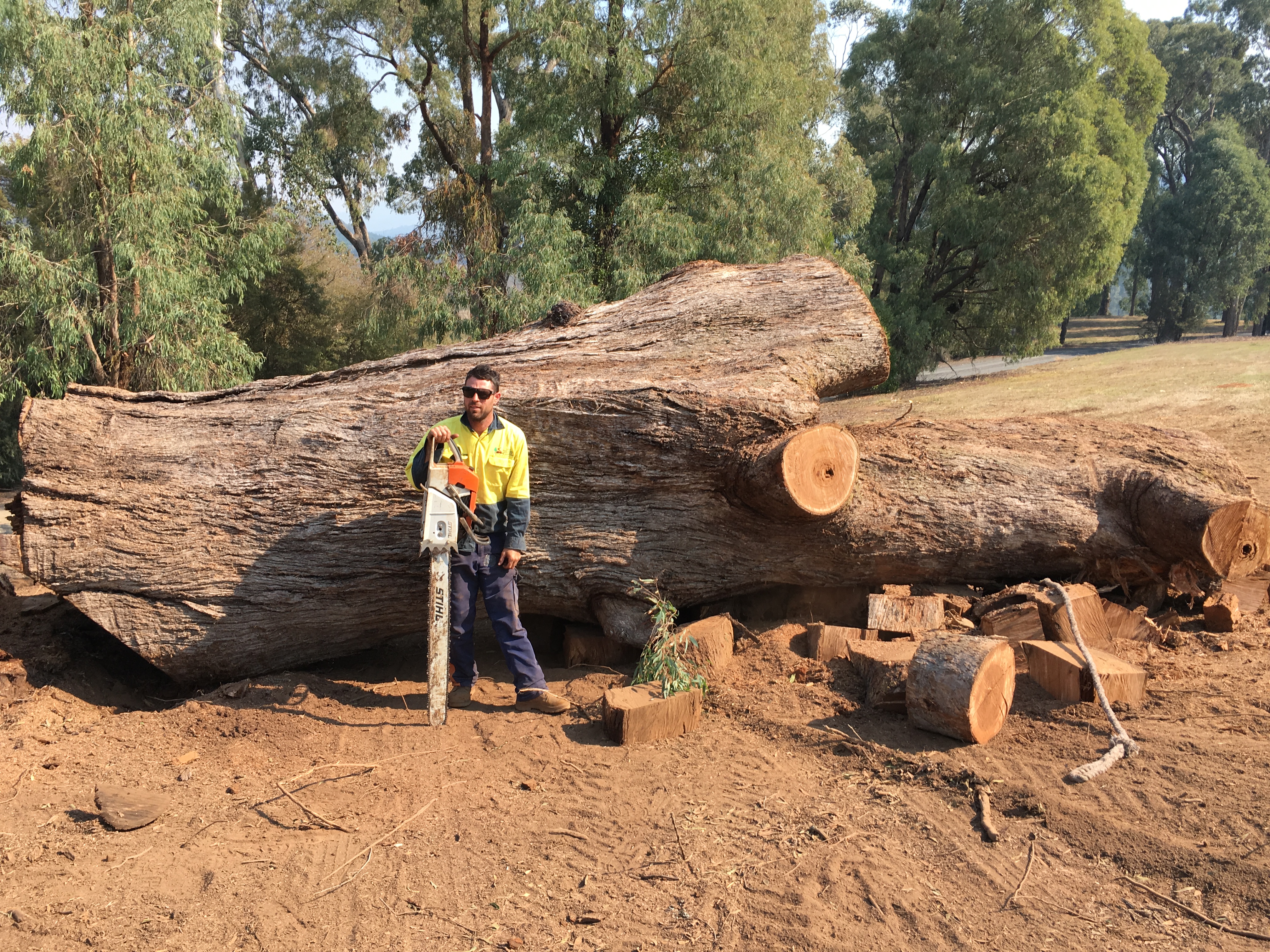 Tree Removal Wodonga