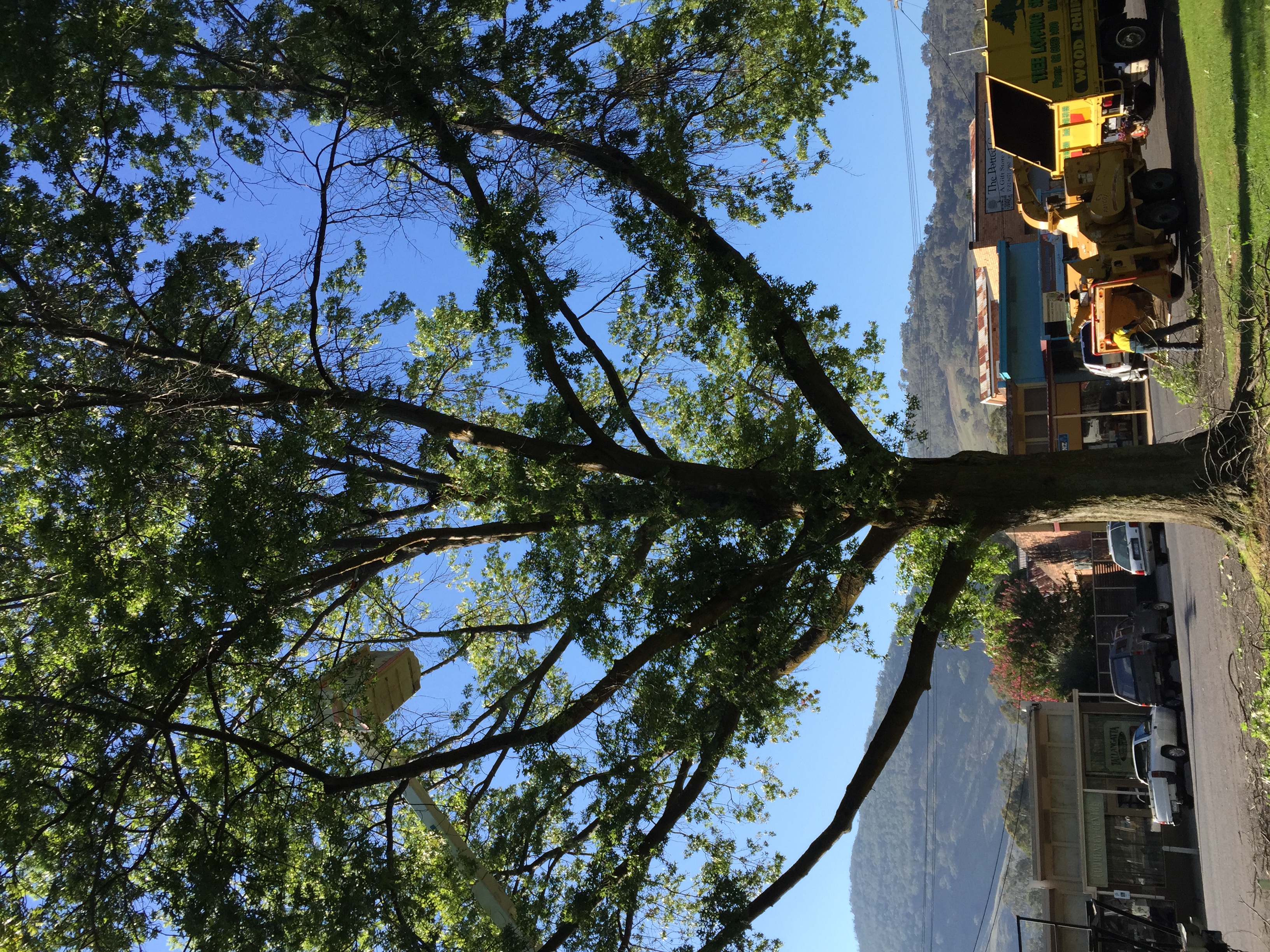 Pruning & Chipping Wodonga