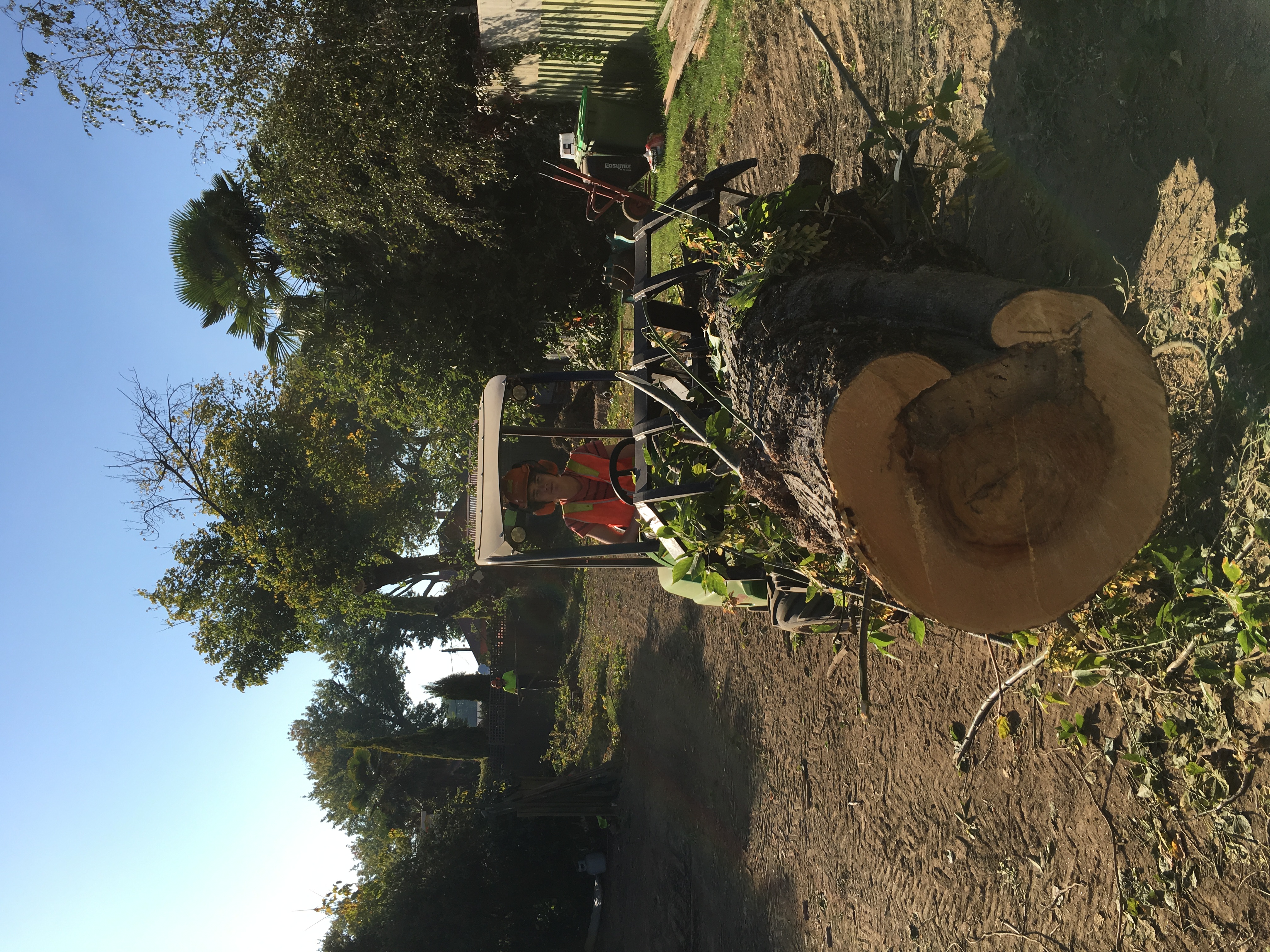 Tree Removal Wodonga