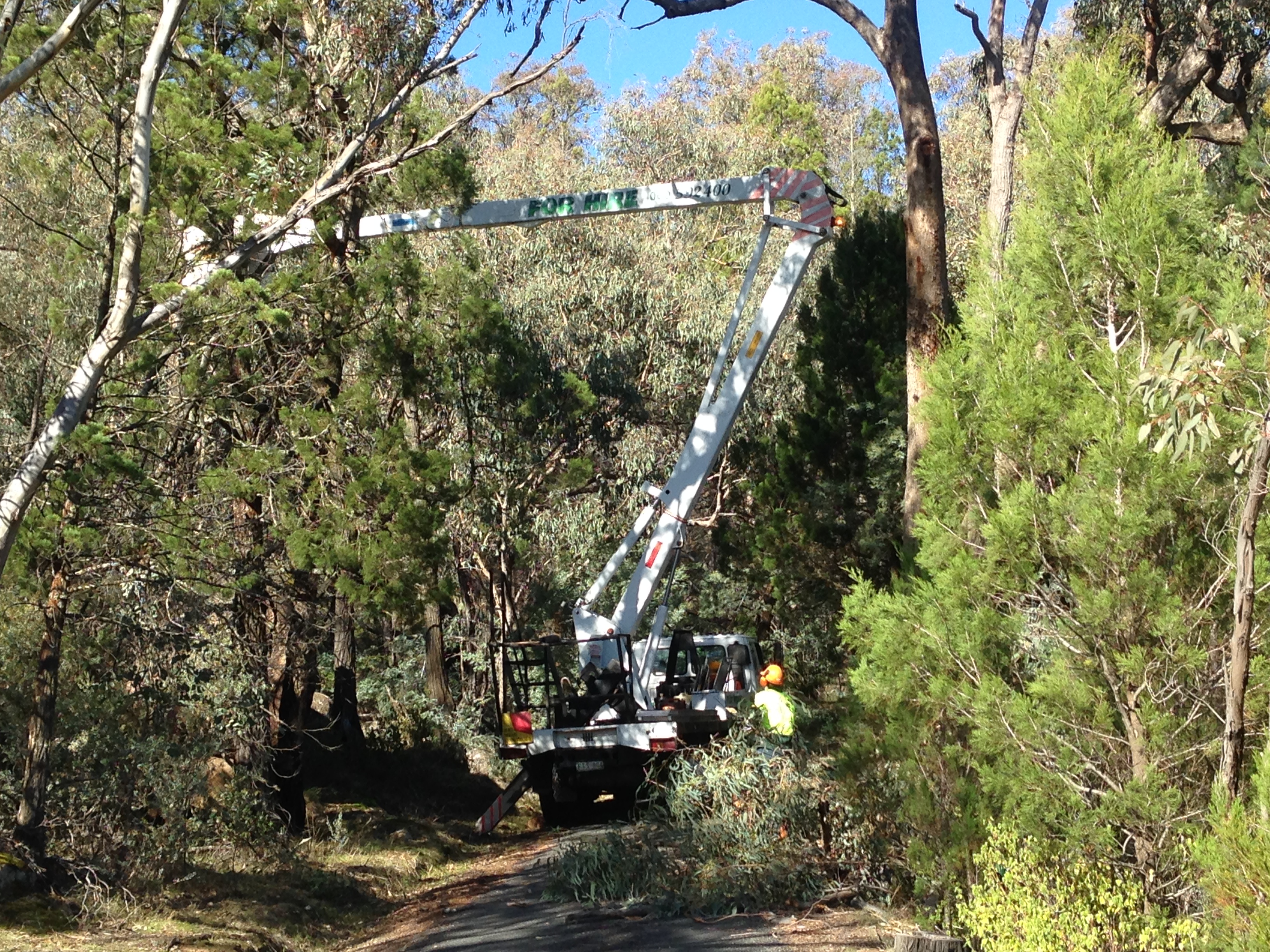 Trees Trimmed Beechworth