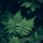 ferns.jpg
