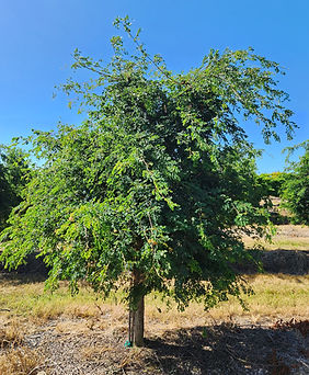 FG Wild Tamarand 12'.jpg