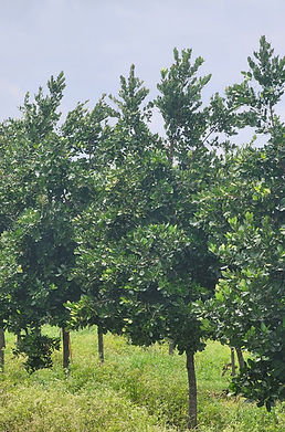 FG Callyphyllum 12-14' 2.5inC.jpg