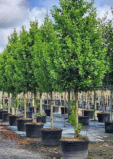 45G Green Buttonwood std 14ft oa.jpg