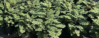3g Calathea Peacock.jpg