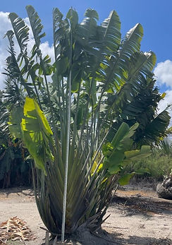 FG Travelers Palm 12ft (2).jpg