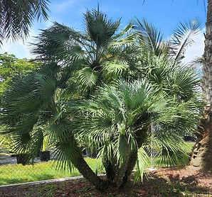 FG Med Palm 10x10.jpg
